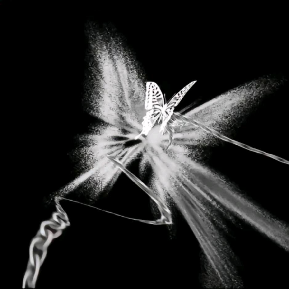 🦋🦋🦋