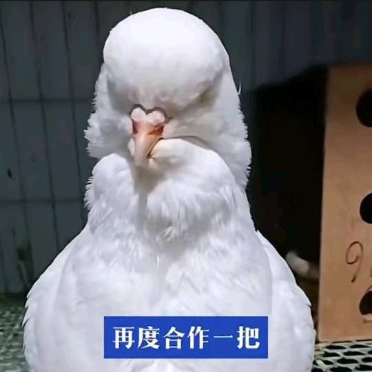 利华观赏鸽