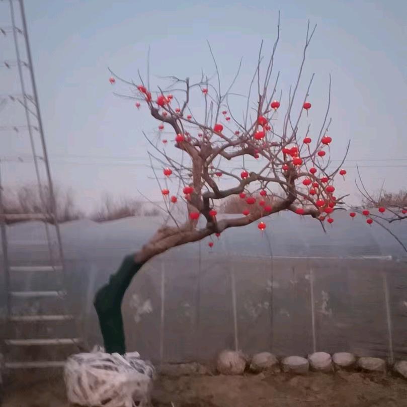 如皋龙爪柿子树玉龙草   种植基地