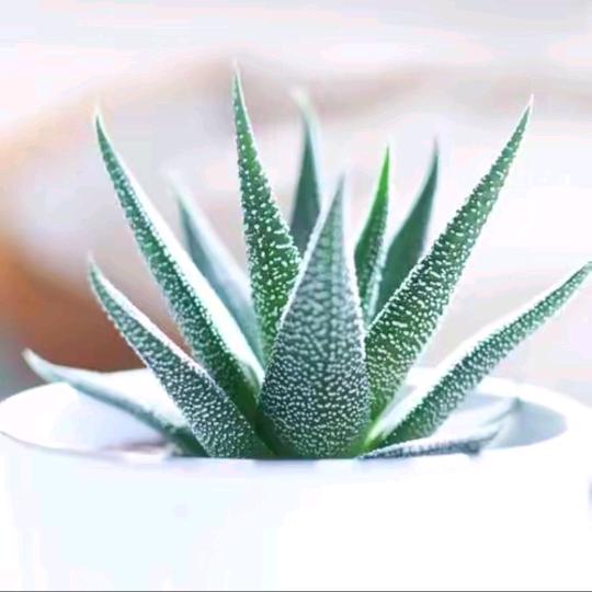 小希好物优选