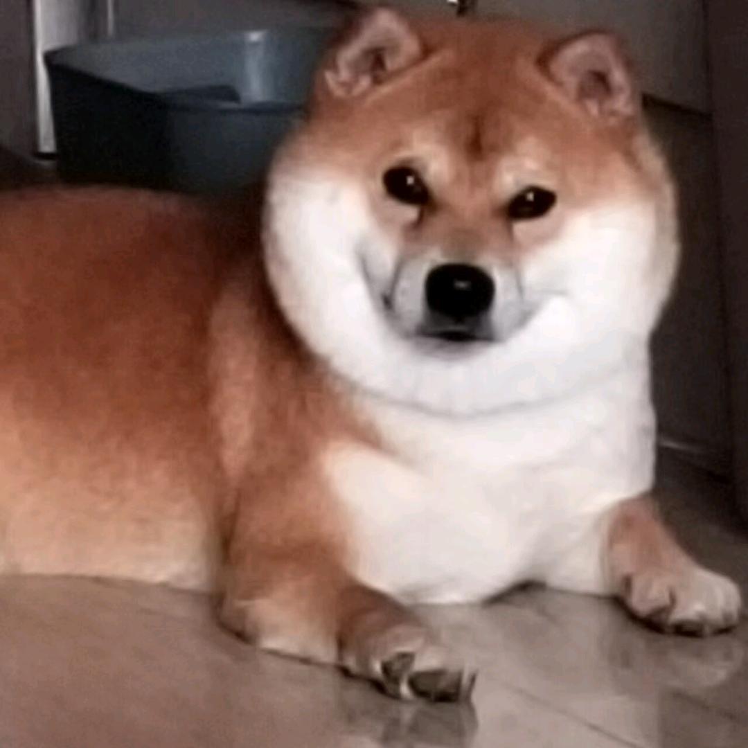 旺旺柴犬（批发）