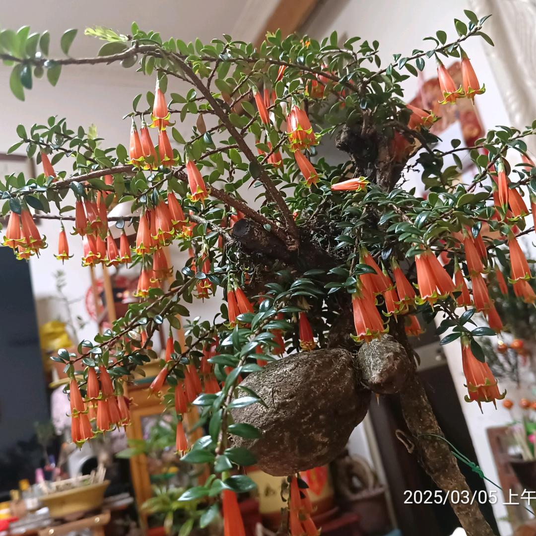清风与酒