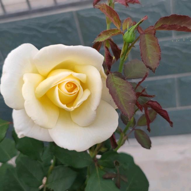 芳菲