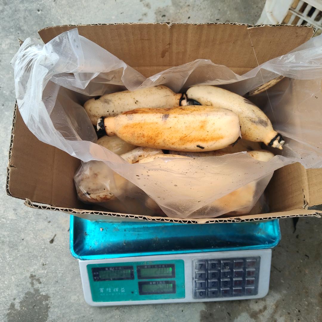 种藕卖藕的小彭