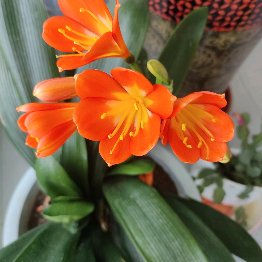 🌺🌺冰是睡着的水💤🌼🌸⭐☀