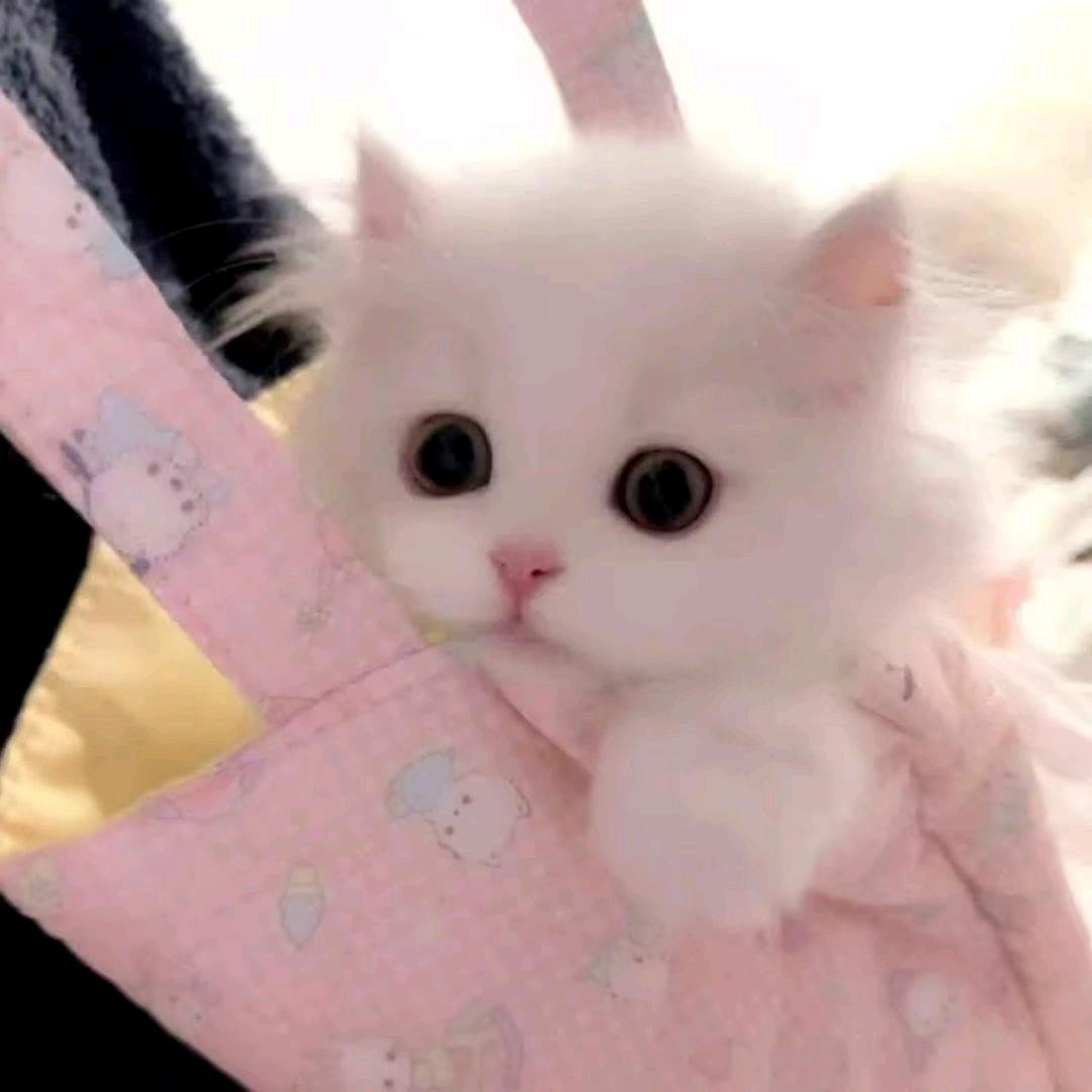猫猫大王o.0