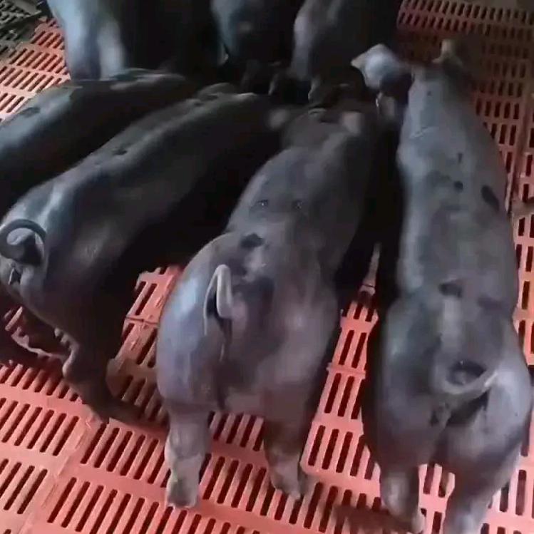 旺源种猪育种场