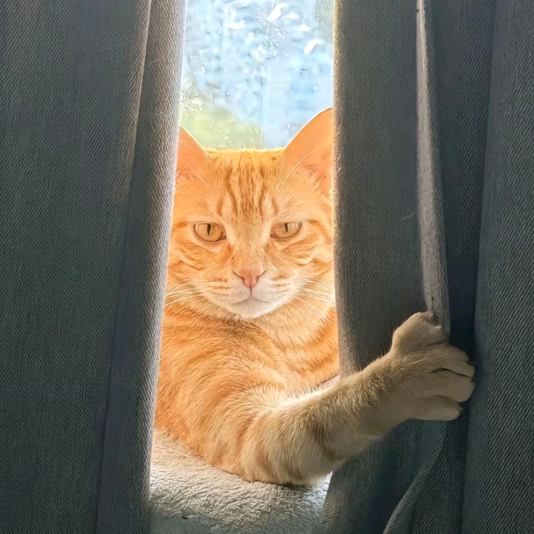 灰太狼