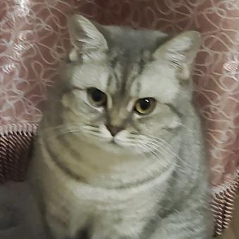 没烦恼