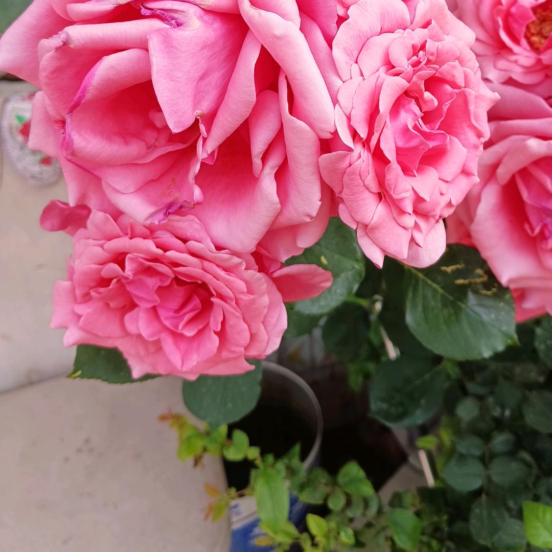 李晓芹