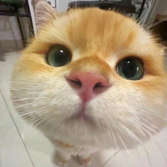 气泡水