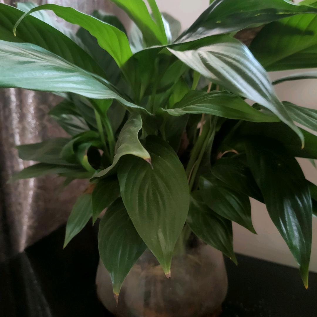 孤独的大爷