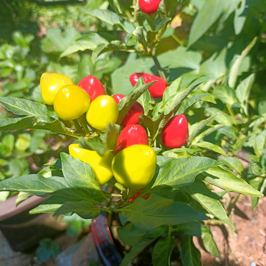 💞天山雪莲💞