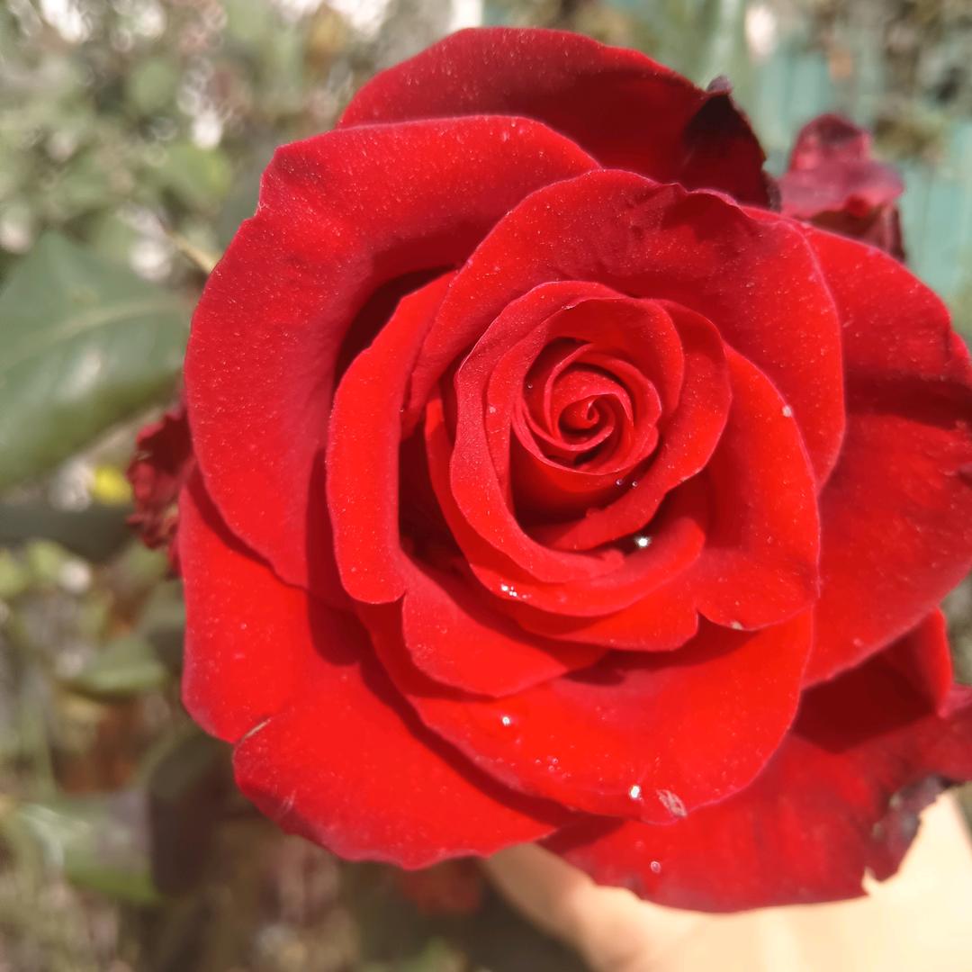 开🌹心🌹每🌹一🌹🌹天🌹