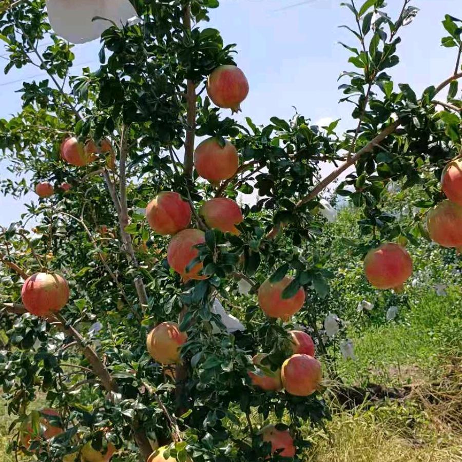 会理软籽石榴之约