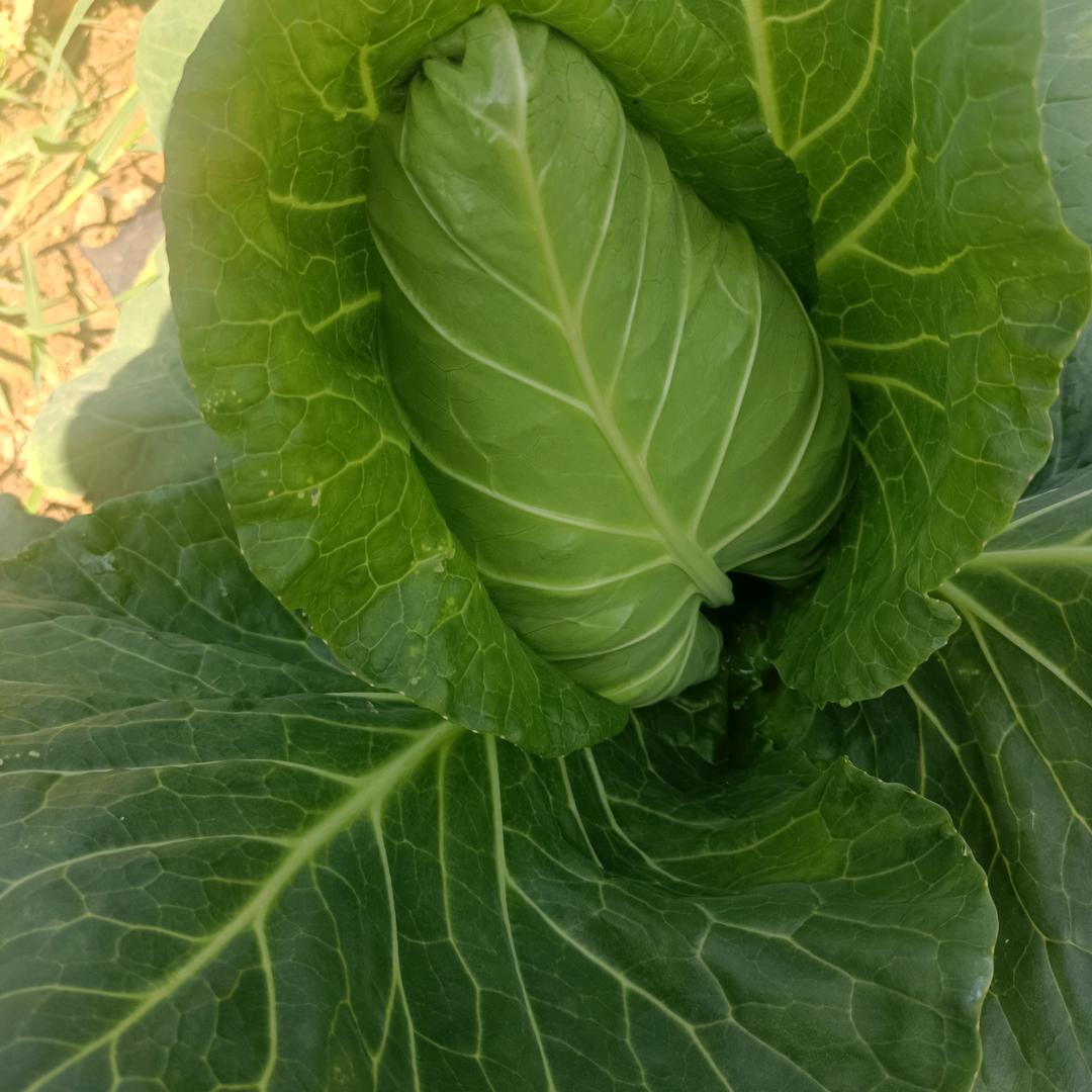 大山包冷凉蔬菜种植