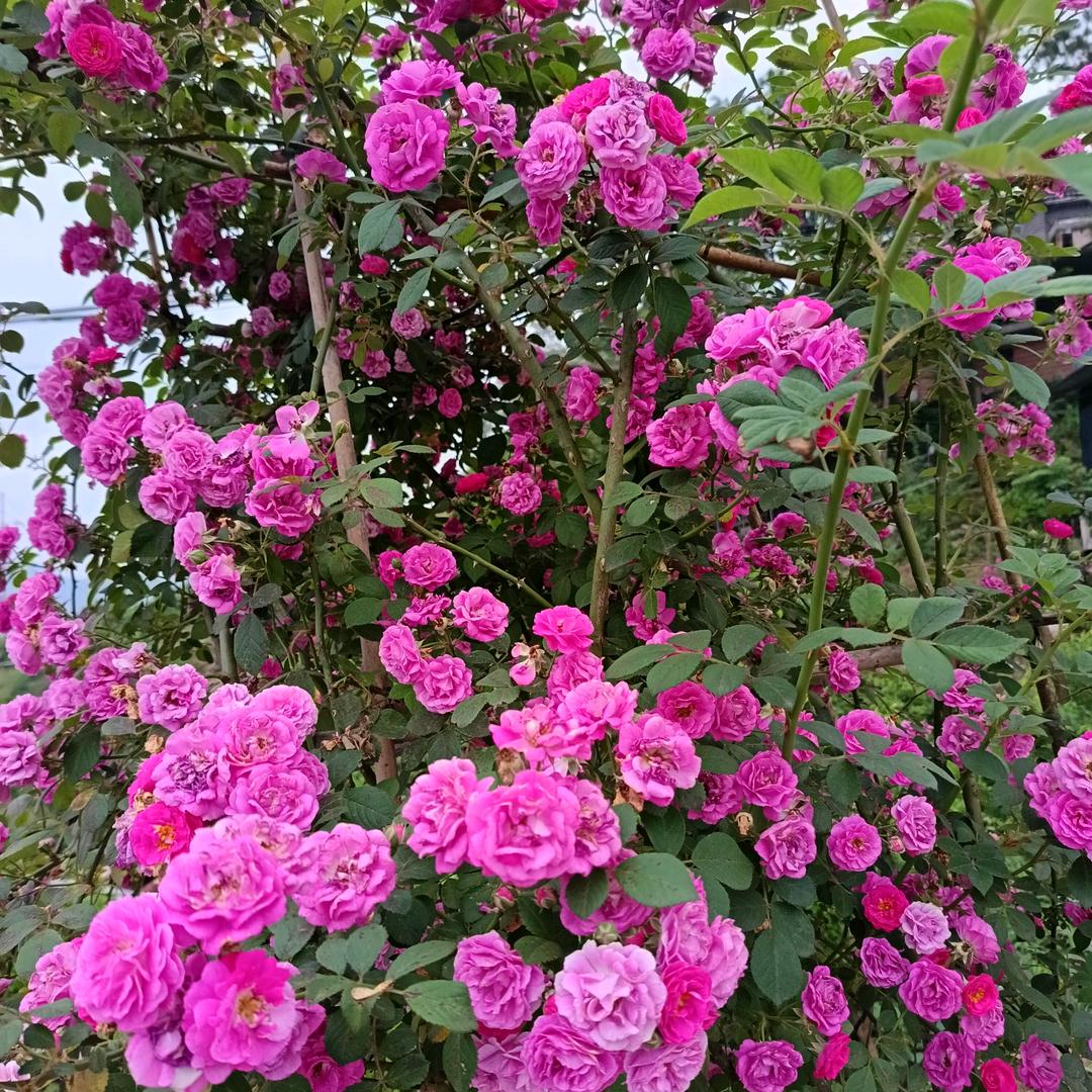 为你而痛，谁懂我
