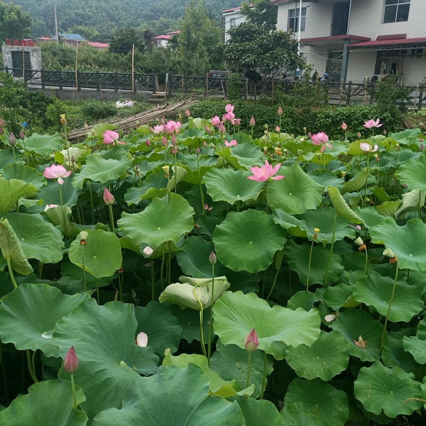 緣分陳哥