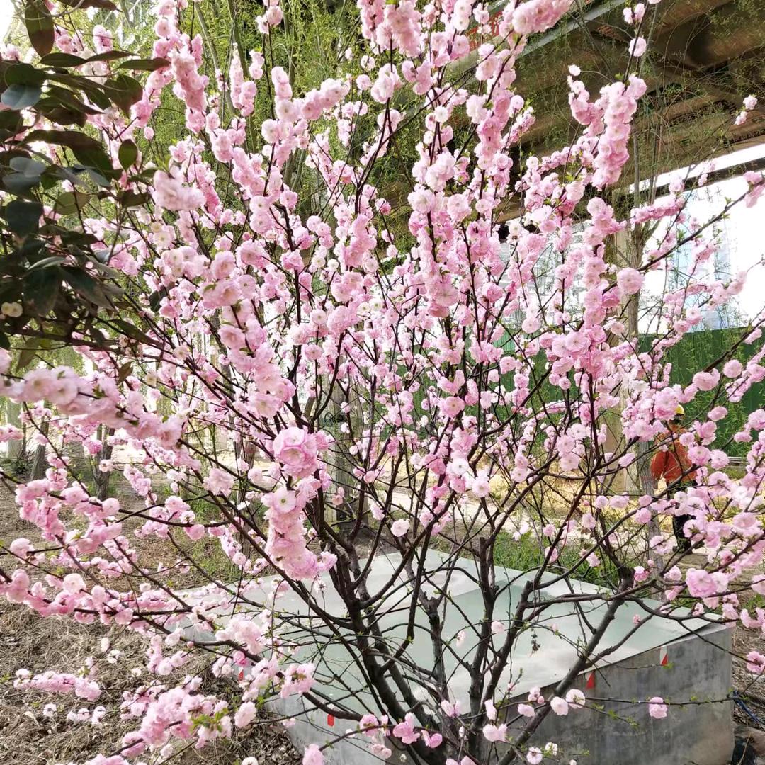 启点托管的胖阿姨