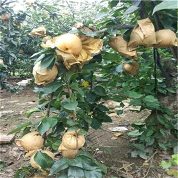 梨袋桃袋生产厂家