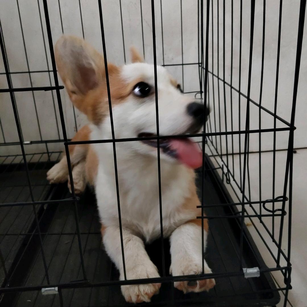头科