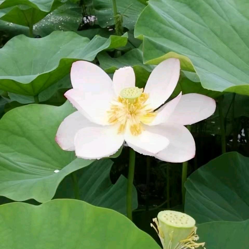 一笑嫣然