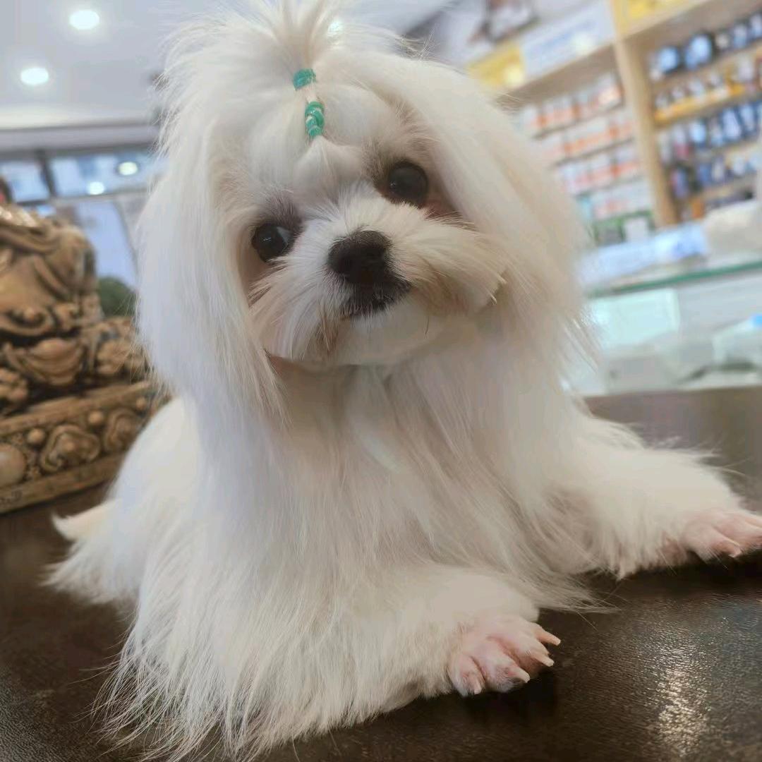 >小白<