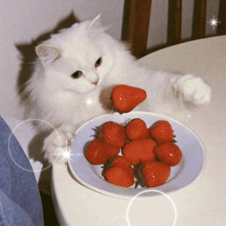 🍓草莓蛋糕不要蛋糕