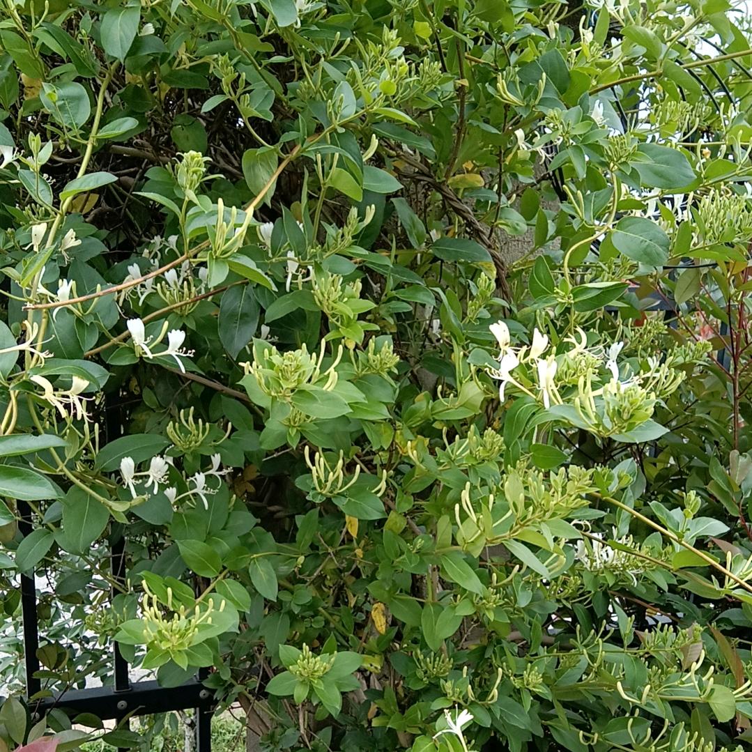 金银花開