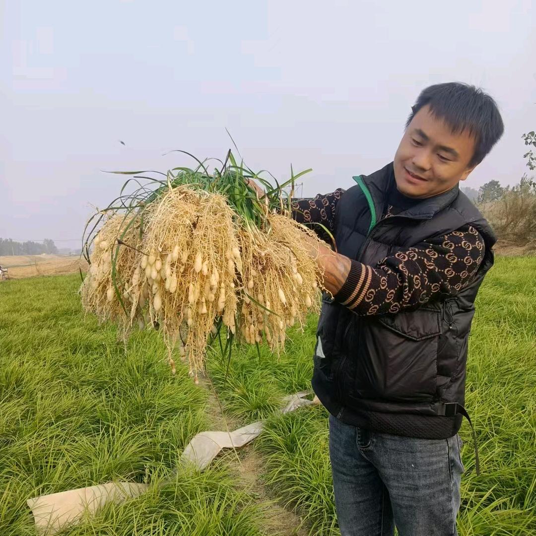 麦冬种植基地（日常工作）