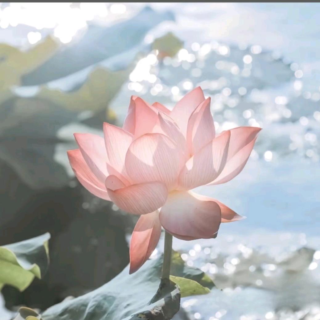 李梓柒甄选