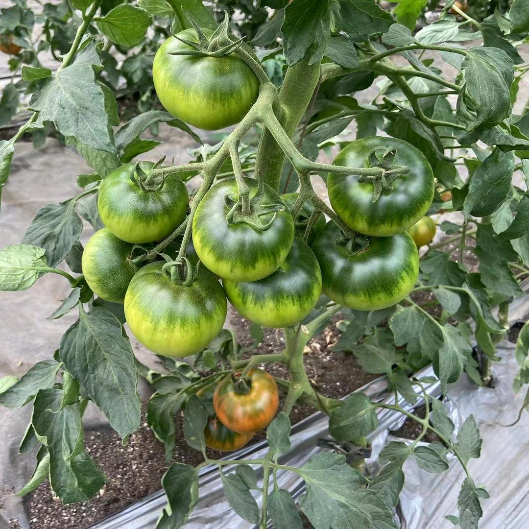 🍅