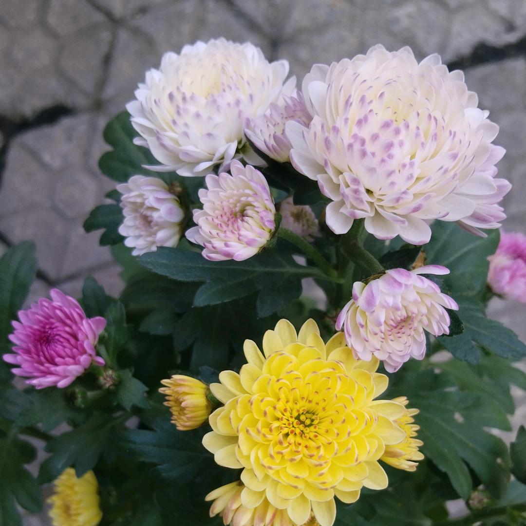 ℒℴѵℯ 寶貝ღꦿ宇兒 ᭄