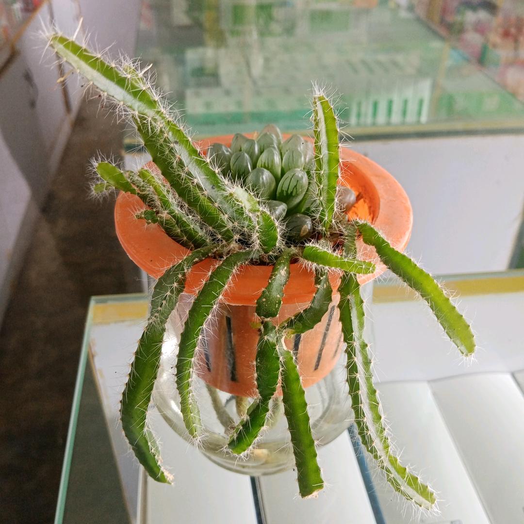 dyjt8r92jspd浪迹天涯