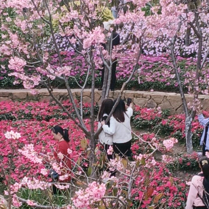 彼岸花👣👣👣