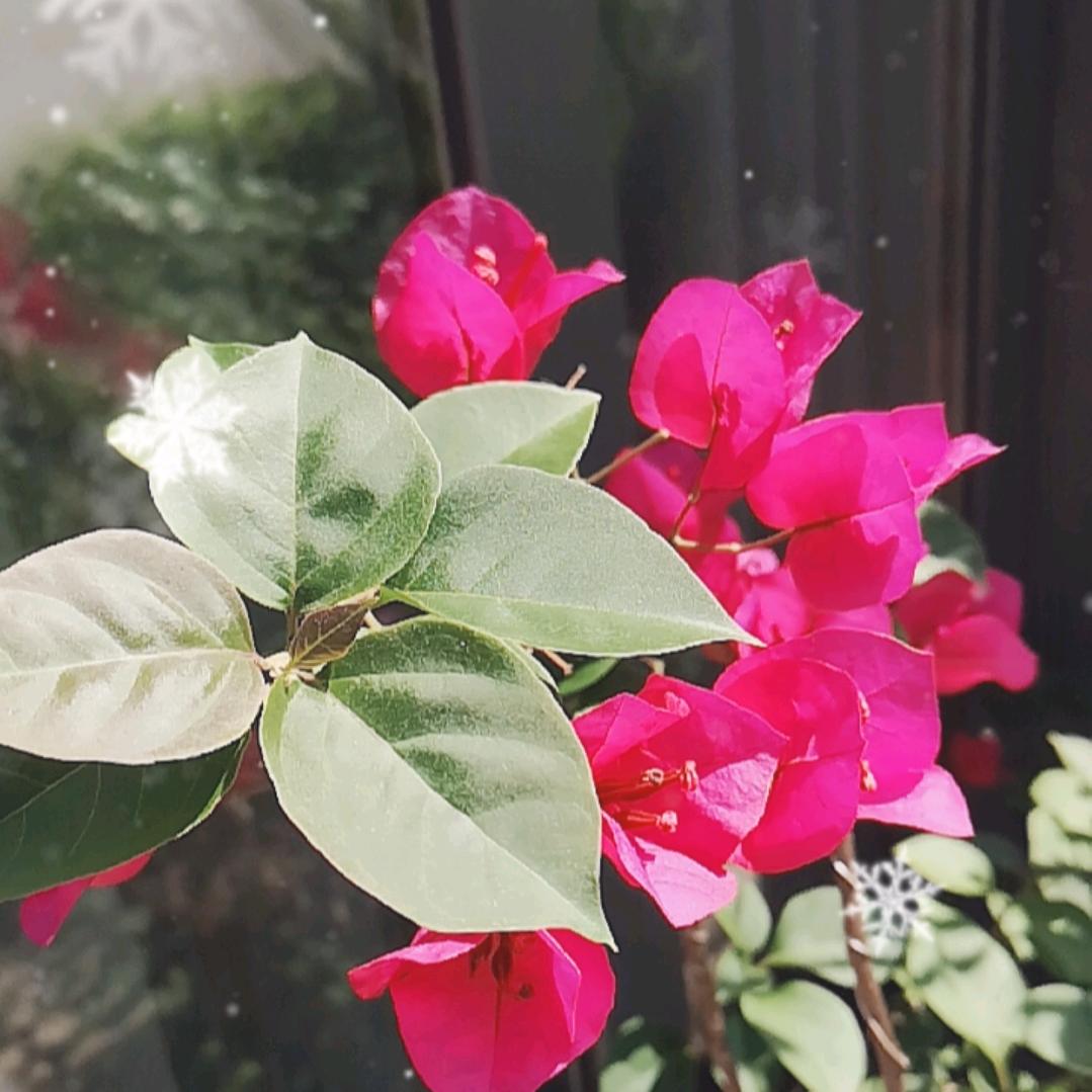 小花朵儿