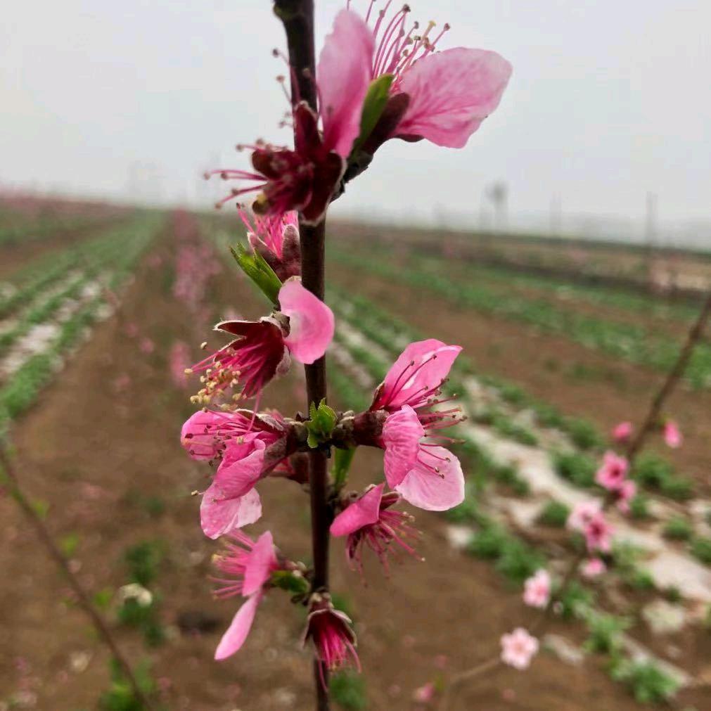 ꧁༺ 听闻远方有你༻꧂