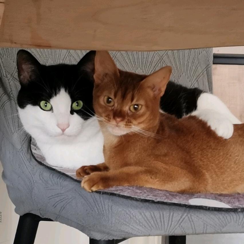 阿如的狗狗猫猫