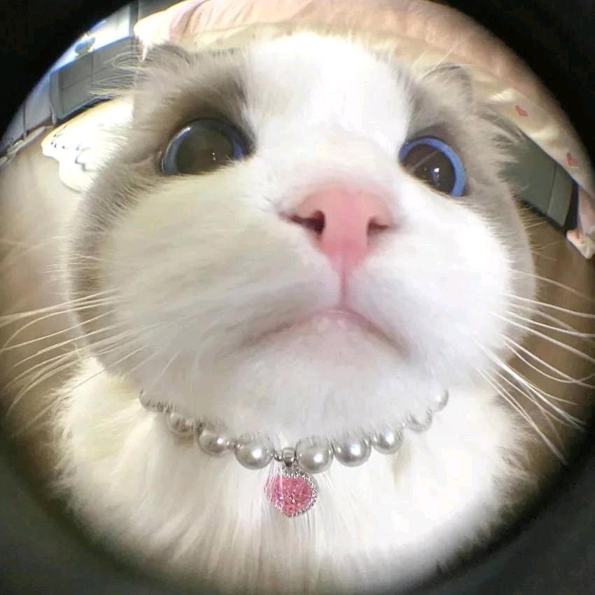 哈基咪