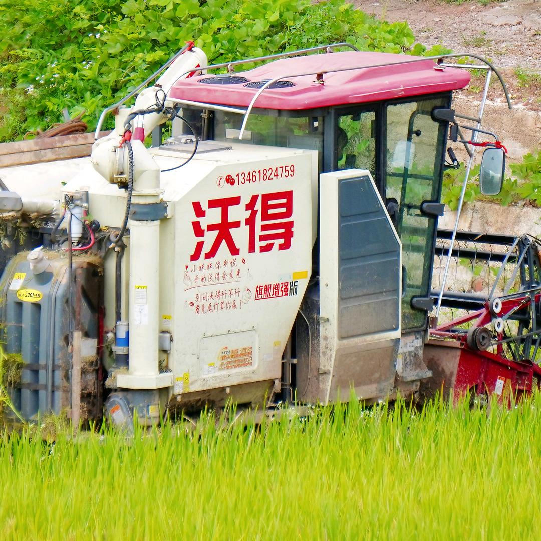 ╮王家大小姐╭