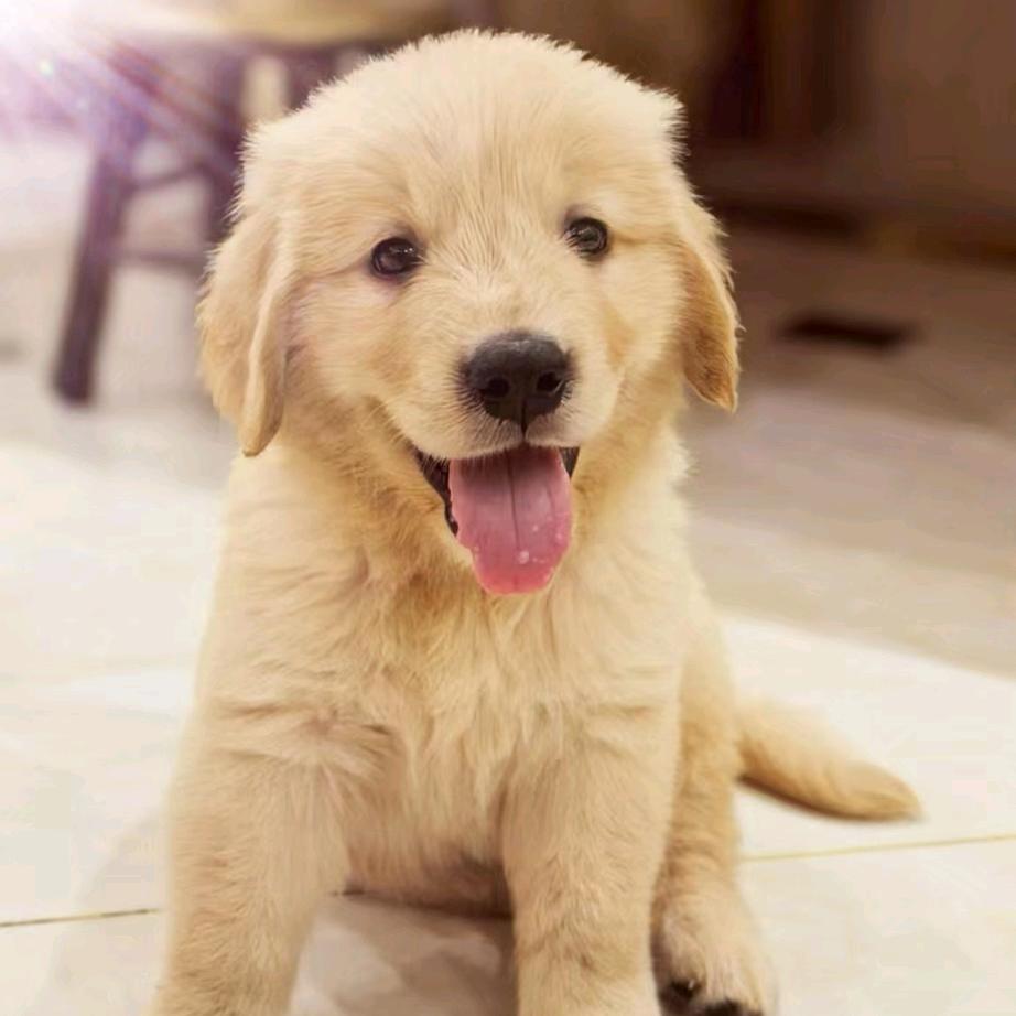 🐶小金条🐶