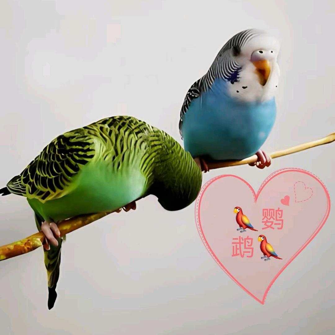 优漫佳萌宠