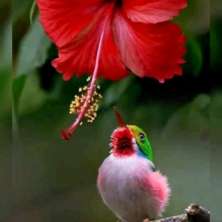 平安🍎❣️🍒