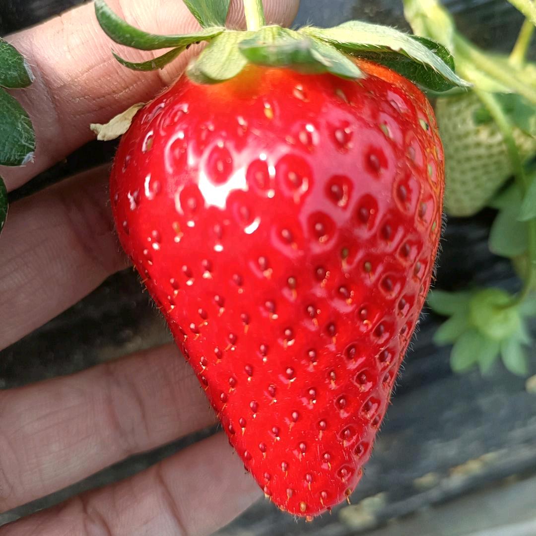 平安亲子🍓草莓采摘园