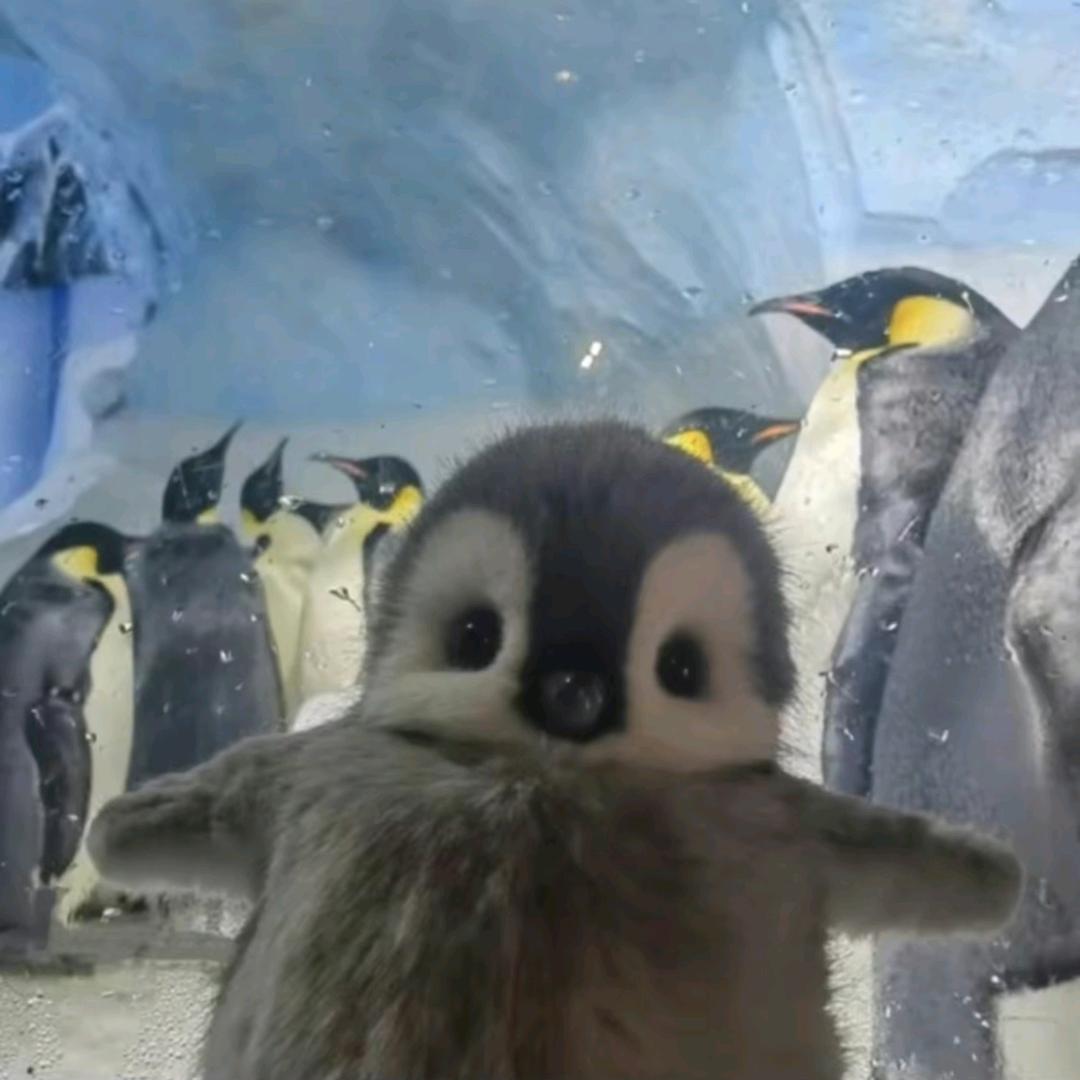 企鹅崽崽不在北极