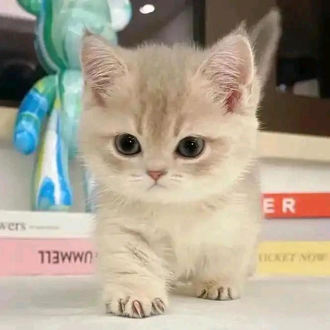 小猫不再天真
