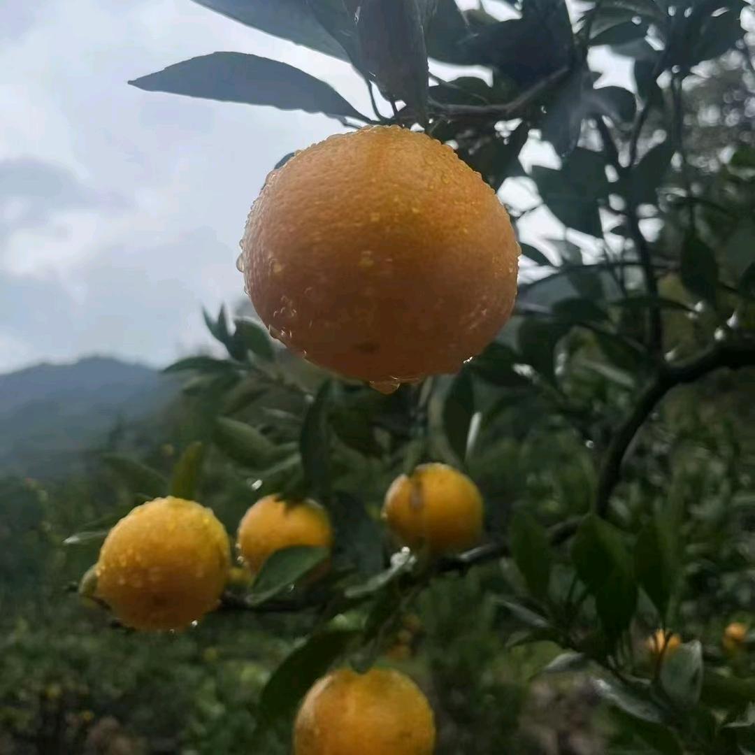 爱东来好物