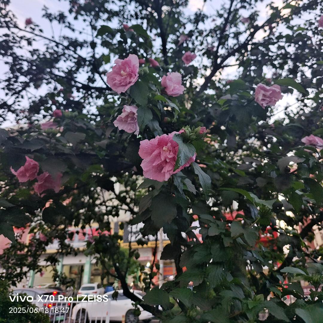 吴，婷婷