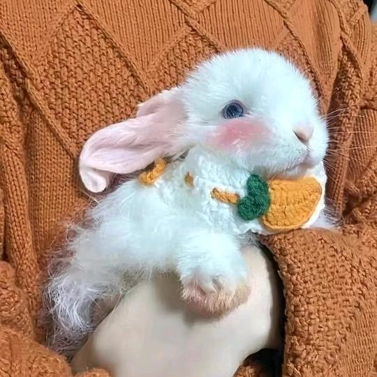 瑋瑋