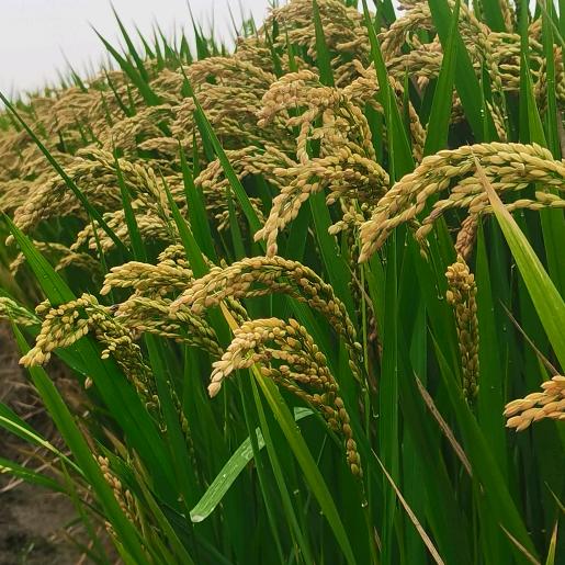 抖缘